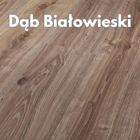 Panele podłogowe Dąb Białowieski AC4 8mm Power Plus Persecto